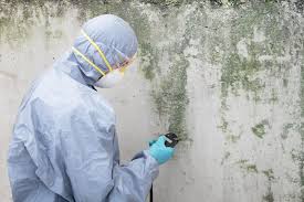 Reliable South El Monte, CA Mold Removal & Remediation Solutions